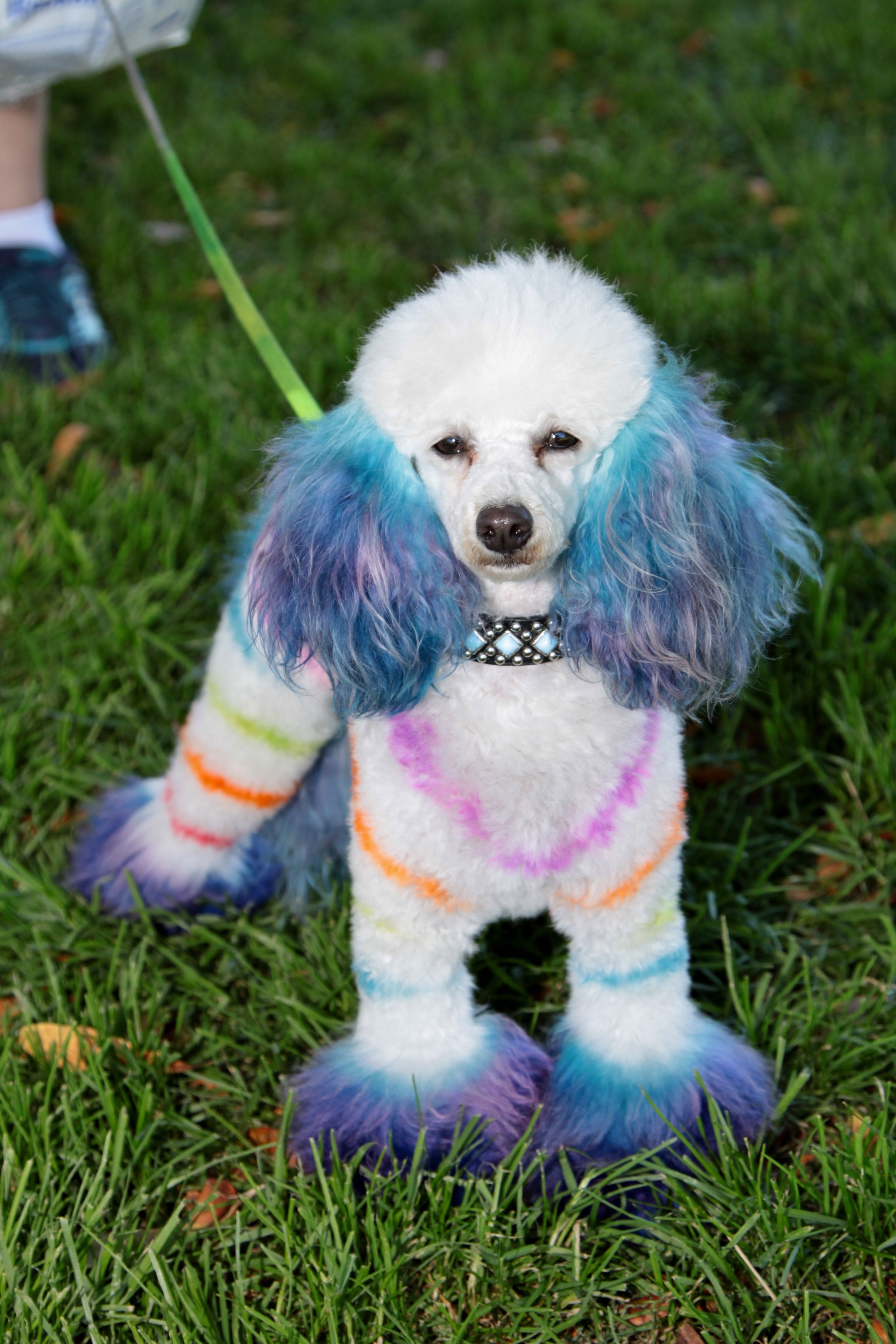 Dogs on the Go at Bark in the Park™ San Jose 2019